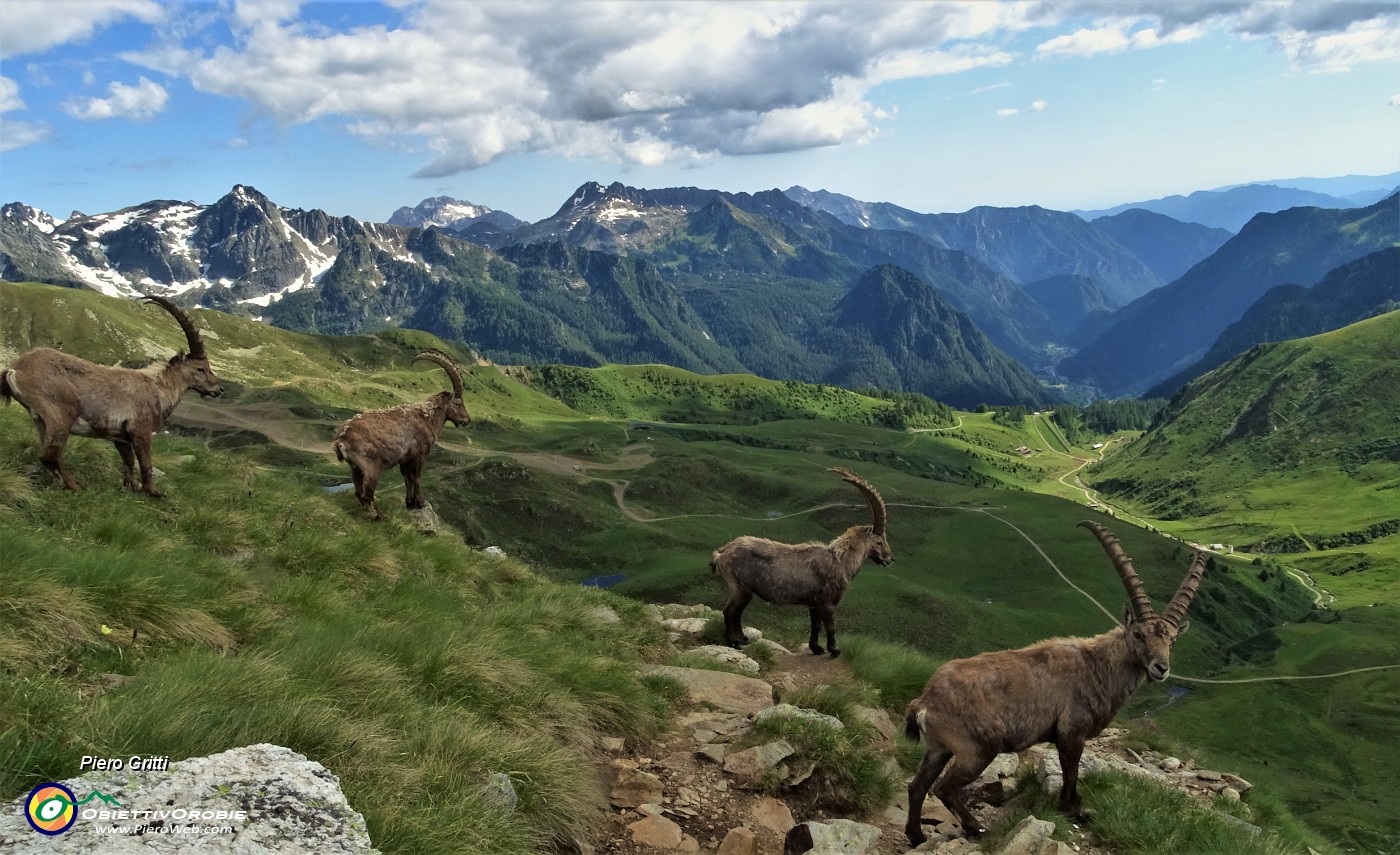 88 Bella vista sulla Val Carisole ed oltre sull'alta Val Brembana e le sue cime.JPG